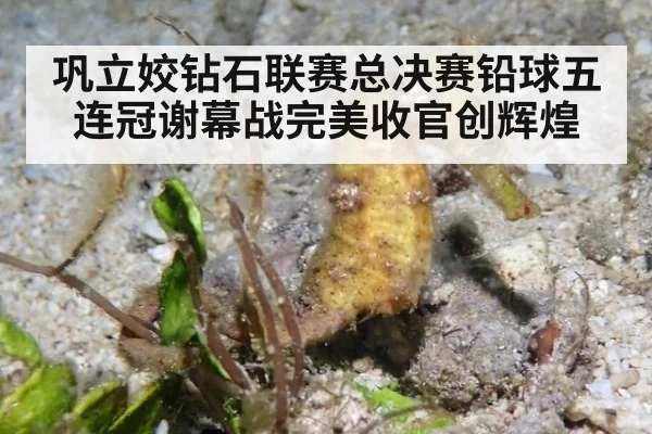 巩立姣钻石联赛总决赛铅球五连冠谢幕战完美收官创辉煌
